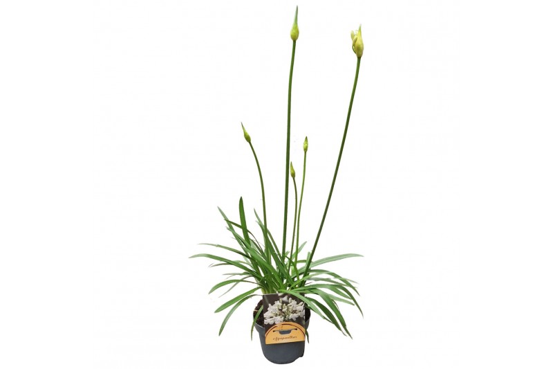 Agapanthus charlotte Agapanthus wit. 15cm 1-2 knop 1 bl. 5 pp Agapanthus charlotte Agapanthus wit. 15cm 1-2 knop 1 bl. 5 pp