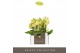 Phalaenopsis multiflora geel Optifriend yellow 2spike 