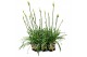 Agapanthus charlotte Agapanthus Charlotte wit pot 12 cm 1 bloem/knop 1 