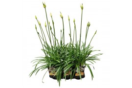 Agapanthus charlotte Agapanthus Charlotte wit pot 12 cm 1 bloem/knop 1