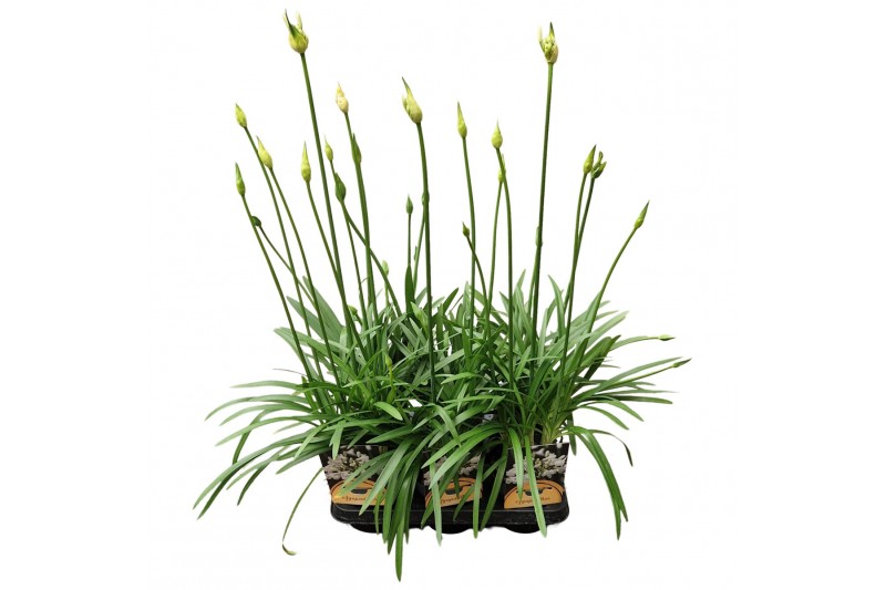 Agapanthus charlotte Agapanthus Charlotte wit pot 12 cm 1 bloem/knop 1 Agapanthus charlotte Agapanthus Charlotte wit pot 12 cm 1 bloem/knop 1