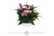 Anthurium andr. zizou table schaal in lucca keramiek 