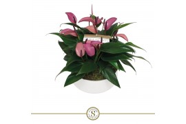 Anthurium andr. zizou table schaal in lucca keramiek
