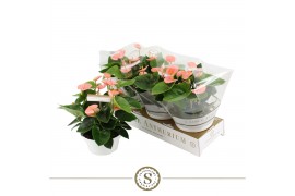 Anthurium andr. spirit table schaal