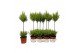 Cupressus macr. goldcrest wilma duobol 