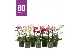 Phalaenopsis multiflora mix BO - Flora Mix - 2 tak, 20+ bloem