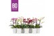 Phalaenopsis multiflora mix BO - Flora Mix - 2 tak, 20+ bloem - Zoë Wh 