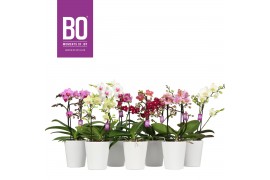 Phalaenopsis multiflora mix BO - Flora Mix - 2 tak, 20+ bloem - Zoë Wh