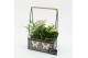 Arrangementen kamerplanten ESCR-2530W Essentials 2 pp 