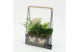 Arrangementen kamerplanten ESCR-2530W Essentials 2 pp