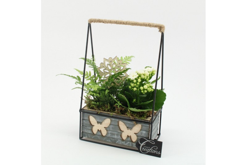 Arrangementen kamerplanten ESCR-2530W Essentials 2 pp 