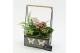 Arrangementen kamerplanten ESCR-2530RZ Essentials 2 pp 