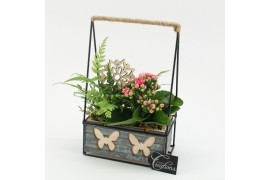 Arrangementen kamerplanten ESCR-2530RZ Essentials 2 pp