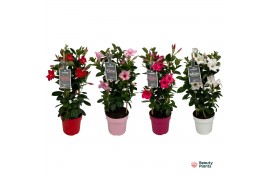 Mandevilla sundaville mix n toren