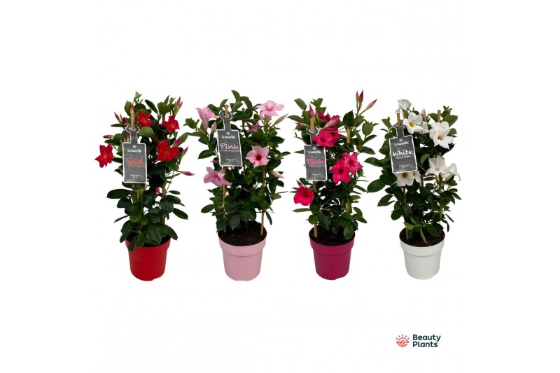 Mandevilla sundaville mix n toren 