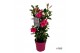 Mandevilla sundaville pink Pink in toren 