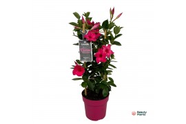 Mandevilla sundaville pink Pink in toren