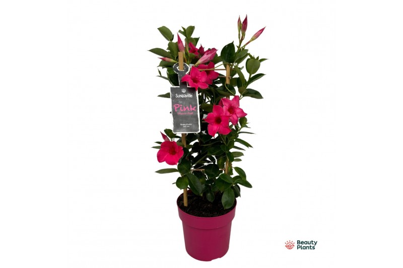 Mandevilla sundaville pink Pink in toren Mandevilla sundaville pink Pink in toren