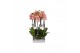 Phalaenopsis anthura ravello 2 tak - 18+ bloemen 