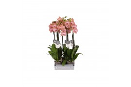 Phalaenopsis anthura ravello 2 tak - 18+ bloemen
