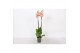 Phalaenopsis anthura ravello 2 tak - 18+ bloemen 