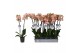 Phalaenopsis anthura ravello 2 tak - 18+ bloemen 