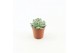 Echeveria zonder bloem Elegans 
