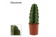 Cereus Cereus Jamacaru - Cuddly Cactus - Decorum 