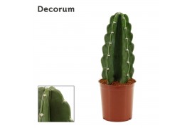Cereus Cereus Jamacaru - Cuddly Cactus - Decorum