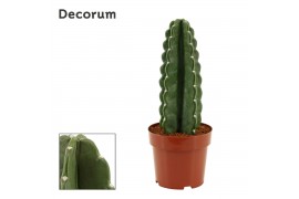 Cereus Cereus Jamacaru - Cuddly Cactus - Decorum