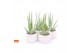 Aloe vera ROCKS -  STORY in Paros 15 