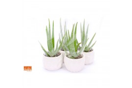 Aloe vera ROCKS -  STORY in Paros 15