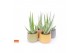 Aloe vera SuPure® - Aloe vera in Brasil 15 STORY 