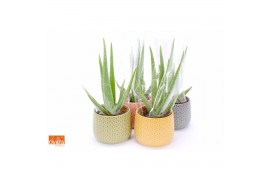 Aloe vera SuPure® - Aloe vera in Brasil 15 STORY