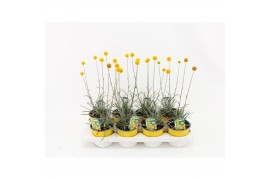 Craspedia globosa golf beauty