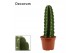 Cereus Cereus Jamacaru - Cuddly Cactus - Decorum 
