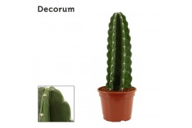 Cereus Cereus Jamacaru - Cuddly Cactus - Decorum