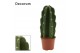 Cereus Cereus Jamacaru - Cuddly Cactus - Decorum 