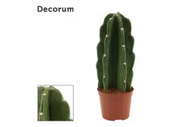 Cereus Cereus Jamacaru - Cuddly Cactus - Decorum