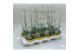Vaste planten Craspedia Beauty 