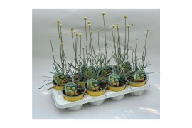 Vaste planten Craspedia Beauty