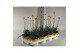Vaste planten Craspedia Beauty 