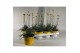 Vaste planten Craspedia Beauty 