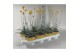 Vaste planten Craspedia Beauty 