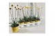 Vaste planten Craspedia Beauty 
