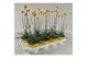 Vaste planten Craspedia Beauty 