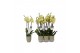 Phalaenopsis anthura volterra 3 tak - 22+ bloemen groen keramiek 