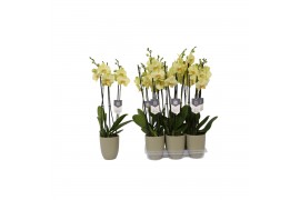 Phalaenopsis anthura volterra 3 tak - 22+ bloemen groen keramiek