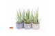 Aloe vera 45002100 in toledo keramiek 