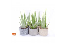Aloe vera 45002100 in toledo keramiek